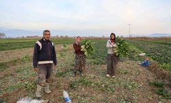 Aydın'da soğuk hava sebzeyi vurdu, tarlada verim düştü