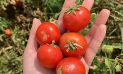 Balıkesir Büyükşehir Belediyesi, Ata Tohumları ile envanterini güçlendiriyor