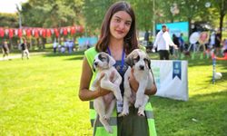 Bursa Büyükşehir Belediyesi patili dostların yanında