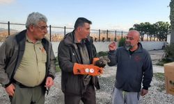 Çanakkale'de yaralı şahin koruma altına alındı