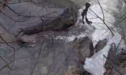 Dereli'de derede mahsur kalan köpek belediye ekiplerince kurtarıldı