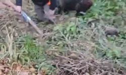 Domuzun saldırısından avcı arkadaşları kurtardı