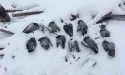 Elazığ'da onlarca güvercin donarak telef oldu