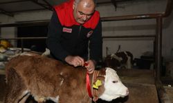 Elazığ'da yılın ilk buzağısına 'Bereket' adı verildi