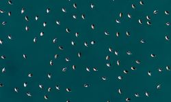 Elmabaş patka ördekleri Salda Gölü'nde havadan görüntülendi