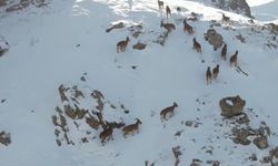 Erzincan'da dağ keçileri karlı arazide yiyecek ararken görüntülendi