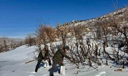 Gercüş'te orman ekibi doğadaki canlıları yalnız bırakmadı