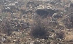 Hasankeyf'te örnek davranış: Sürücü durdu, dağ keçileri geçti