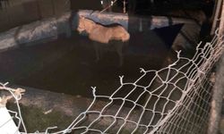 Havuza düşerek mahsur kalan atı itfaiyeciler kurtardı