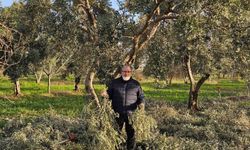 İncir ve Zeytin Bilimsel Araştırmalar Akademisi'nden yeni proje