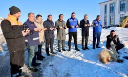 'Kar zahmet değil rahmet' dediler, şükür koyunu kestiler