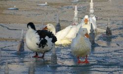 Konya'da soğuktan süs havuzları buz tuttu