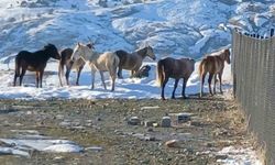 Kulp'ta aç kalan yaban atları grup halinde merkeze indi
