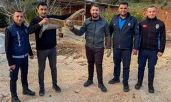 Kumluca'da yaralı atmaca tedavisi sonrası doğaya bırakıldı