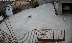 Nevşehir'de aç kalan tilki tavuklara saldırdı