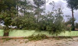 Osmaniye'de şiddetli rüzgar dev ağaçları kökünden söktü