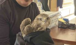 Payas'ta yaralı şahin bulundu