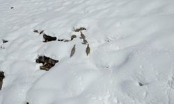 Şırnak'ta keklikler sürü halinde yiyecek aradı