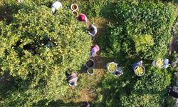 Tarım-ÜFE yıllık yüzde 36,01 arttı