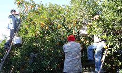 Tescilli Kozan portakalında hasat zamanı: Bahçede kilosu 10 TL