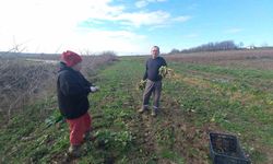 Toprağa emek, çocuklara gelecek: Karı-koca dört mevsim tarlada çalışıyor