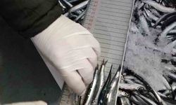 Trabzon'da 2025 yılında su ürünleri denetimlerinde 43 kişiye 3,2 milyon TL para cezası