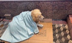 Üşüyen köpeğe yeni aldığı yorganı örten esnaf yürekleri ısıttı