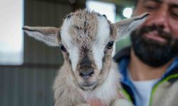 Evcil hayvanlara yeni alternatif: Kedi köpeğin yerini 'cüce keçi' alabilir