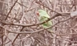 Evden kaçan papağan 2,5 yıldır doğada yaşıyor