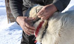 Gürün çengeli Kangal köpeklerine can simidi oluyor