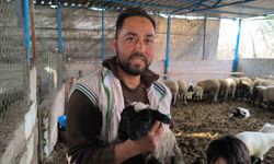 İlgi odağı olan çift başlı ve 4 gözlü kuzu 1 gün yaşayabildi