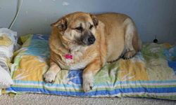 13 yaşındaki obez köpek 'Kız', yürüyüş yaparak zayıflıyor