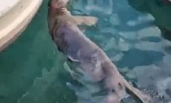 Akyarlar'da yavru Akdeniz foku ilgi odağı oldu