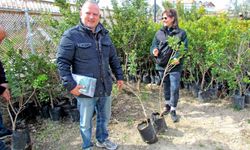 Alaçatı'da 'Her Bahçeye Bir Sakız Ağacı' seferberliği