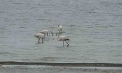 Allı turnalar bu yıl Van'a erken geldi