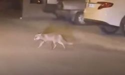 Ankara'da aç kalan tilki mahalleye indi