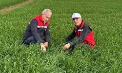 Araban Ovası'nda etkili olan yağışların buğday ve arpa ekili alanlara zararı incelendi