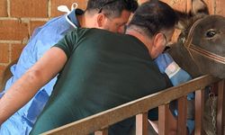 Aydın'da at ve eşeklerden numune alınıyor