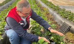 Aydın'da hasat öncesi çilek bahçeleri kontrol edildi