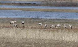 Baharın ilk habercilerinden turnalar kendini gösterdi