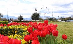 Baharın müjdecisi laleler Antalya sokaklarını renklendirdi