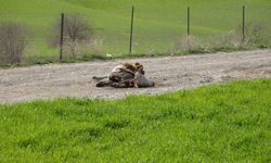 Baraj içerisine ve ulu orta atılan büyükbaş hayvan leşleri pes dedirtti