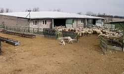 Başıboş köpek çiftliğe girip koyunları kovaladı, çiftliğin köpeği olanları izledi