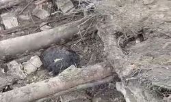 Başkale'de ahır çöktü: 20 küçükbaş hayvan göçük altında kaldı