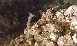 Batman'da fırtınada 2 katlı taş bina çöktü: Enkaz altında kalan 5 büyükbaş hayvan kurtarıldı