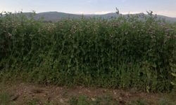 Bayburt'ta yüzde 50 hibeli bezelye tohumu desteğinde başvurular 23 Mart'ta başlıyor