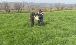 Bilecik'te yaralı leylek yetkililere teslim edildi