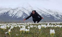 Bitlis'te baharın müjdecisi kardelenler açtı