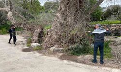 Bodrum'da 2 bin yıllık dev çınar keşfedildi