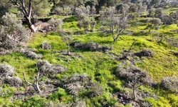 Böyle öfke görülmedi, bir gecede yüzlerce incir ve zeytin ağacını kesip ortadan kayboldular